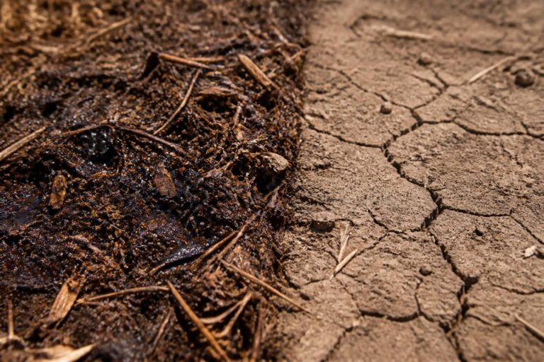 étude de l'influence du paillage organique sur la capacité du sol à retenir l'humidité, essentielle pour améliorer la conservation de l'eau en agriculture et jardinage.