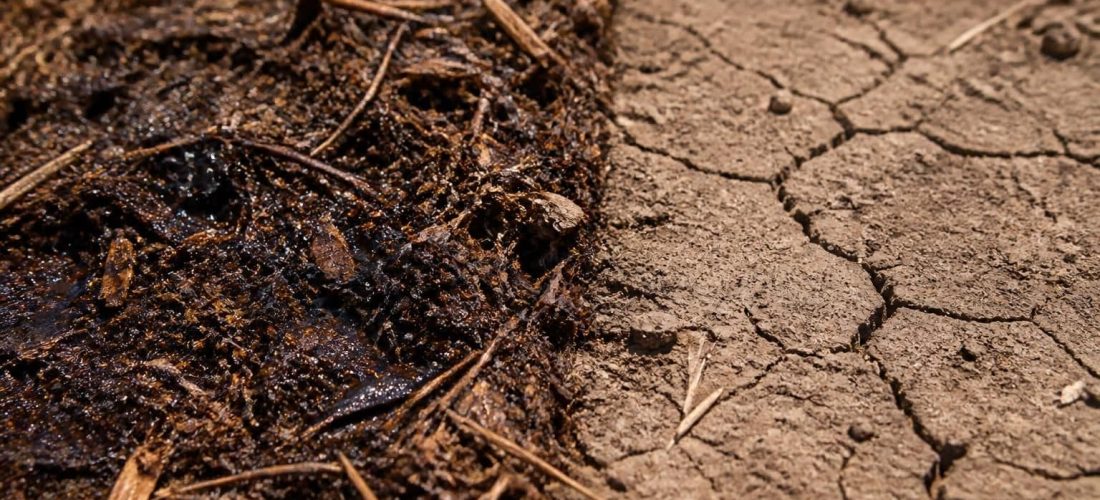 étude de l'influence du paillage organique sur la capacité du sol à retenir l'humidité, essentielle pour améliorer la conservation de l'eau en agriculture et jardinage.